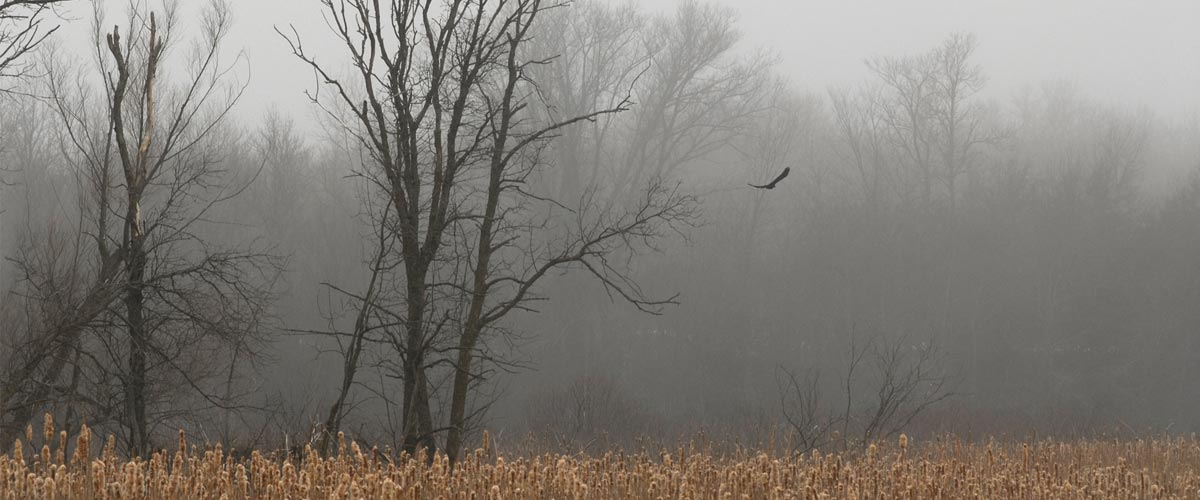 eagle flying over a cattail marsh on a foggy day