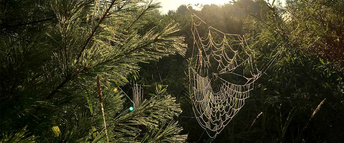 spider web covered in dew hanging between trees