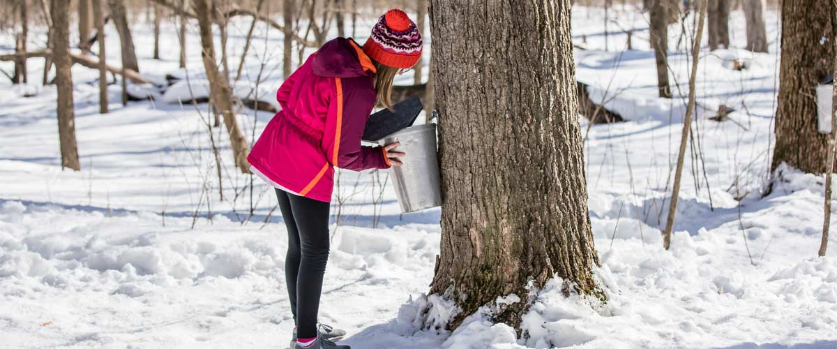 A girl collects sap from a maple tree.