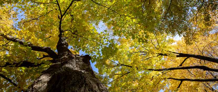 Blue sky peeks through a forest canopy that is starting to turn yellow and orange in the fall.