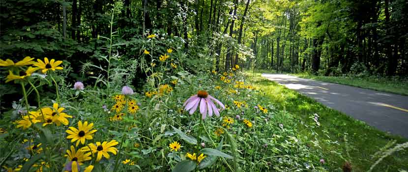 wildflowers in bloom along a paved trail