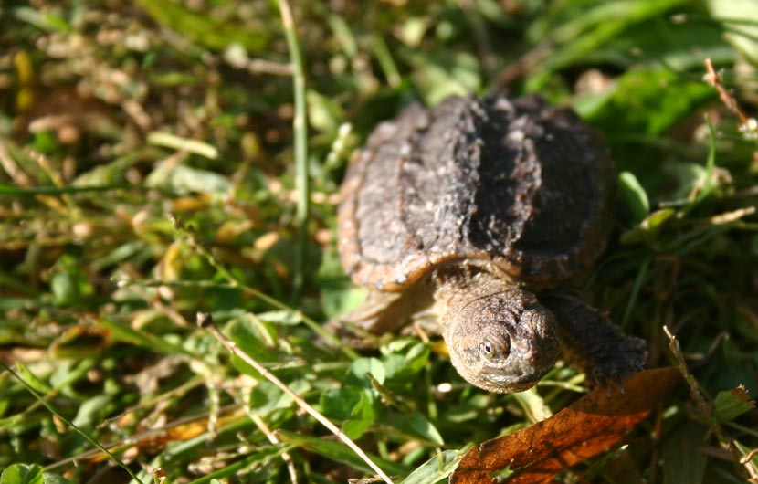A baby snapping turtle in the grass.