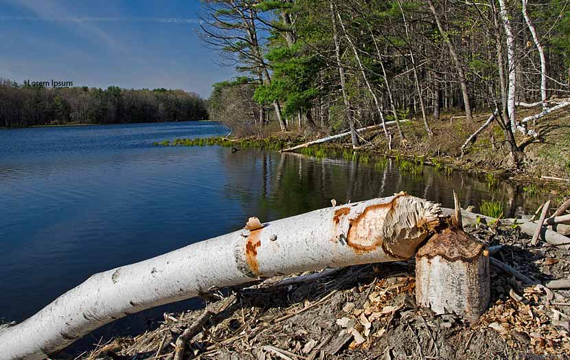 A birch tree on the edge of a lake has fallen over because of a beaver. 
