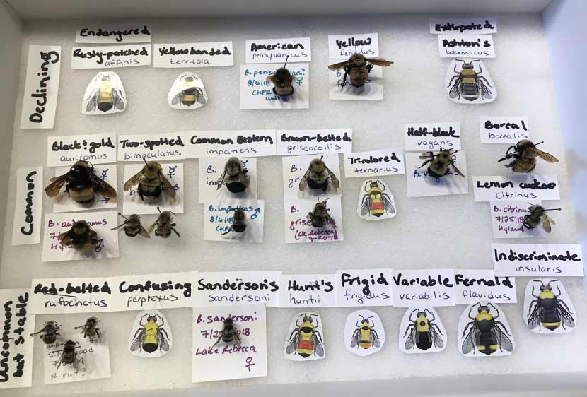 Bumble bee specimens are lined up in a display case.