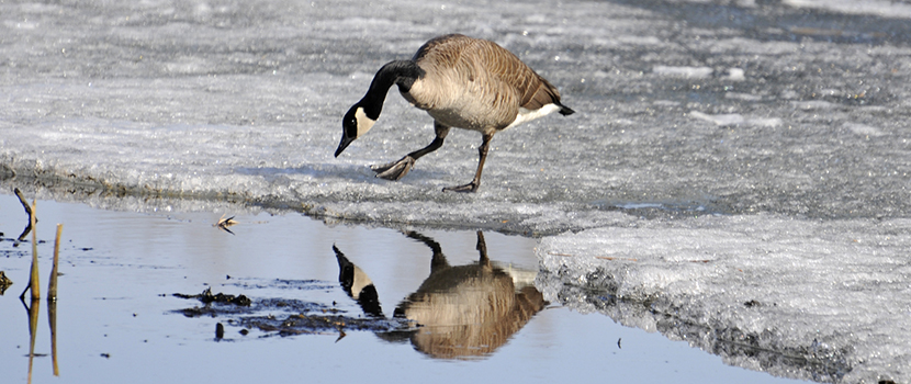 A goose looks at its reflection in a snowy lake