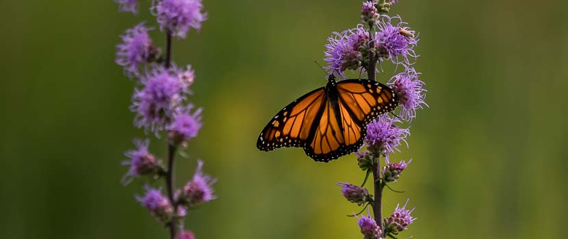 monarch butterfly on purple flowering plants