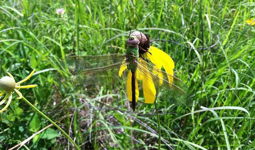common green darner dragonfly on a yellow flower