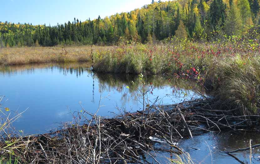 A beaver dam made of large sticks blocks water flow across a wetland area.