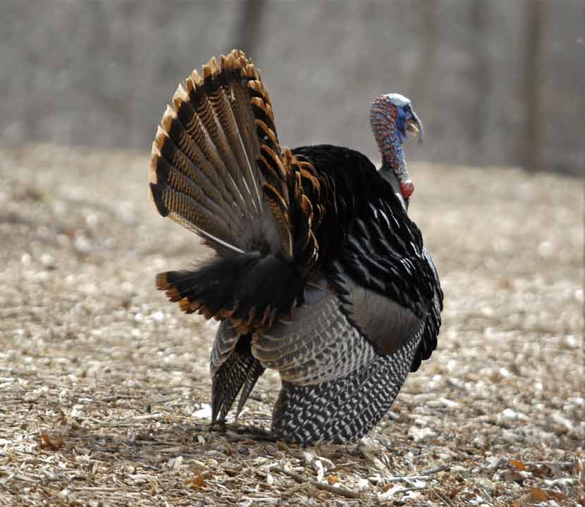 A male turkey fans it tail.