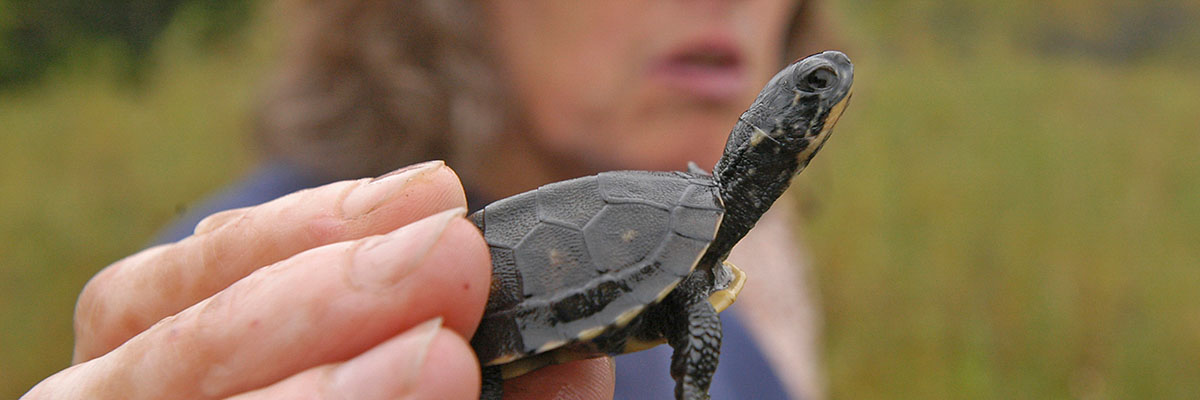 a man holds a small turtle