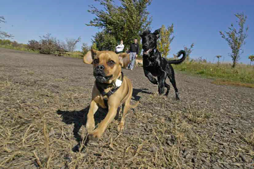 Dogs running and playing