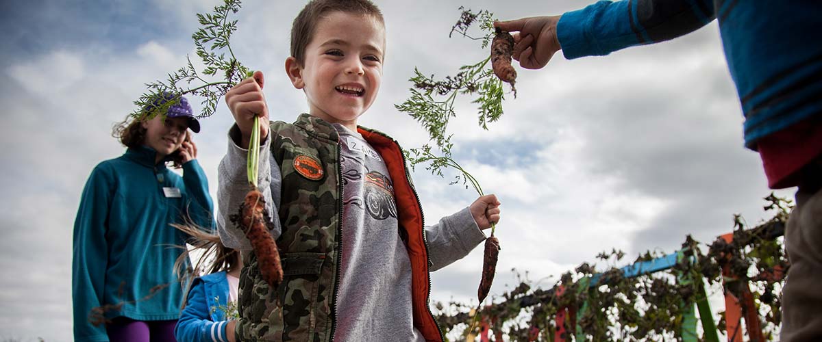 Child with fresh picked carrots