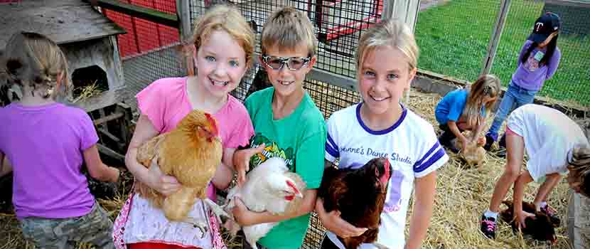 children with chickens at gale woods farm
