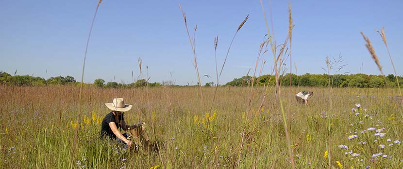 woman in a hat collecting seeds in a grassy prairie