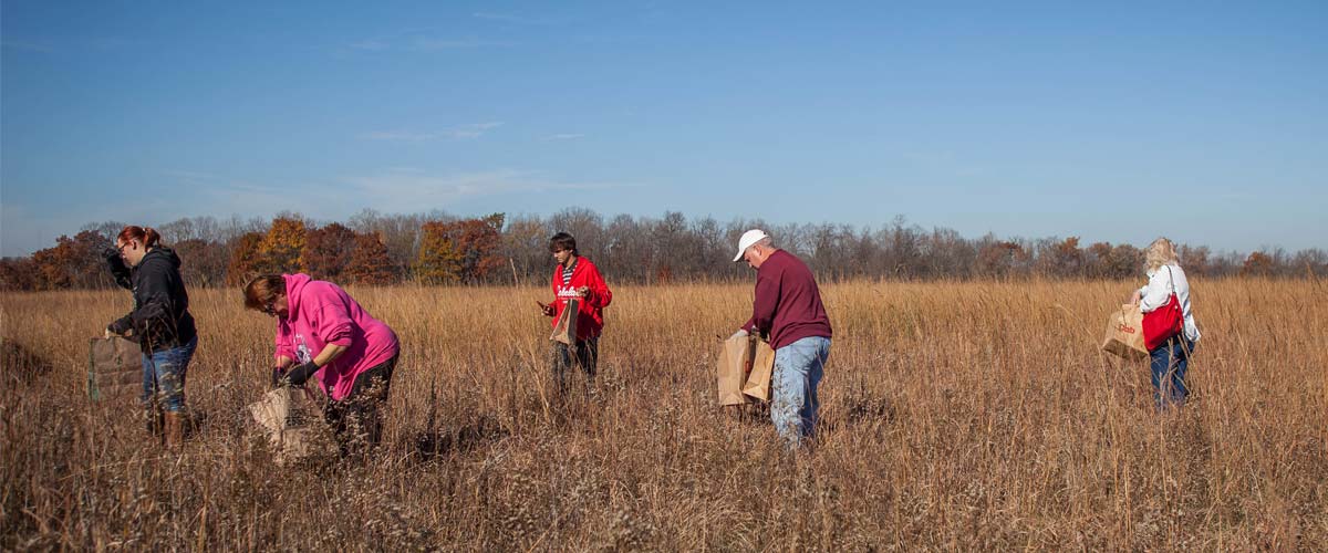 group of volunteers collecting seeds in a tall grassy prairie