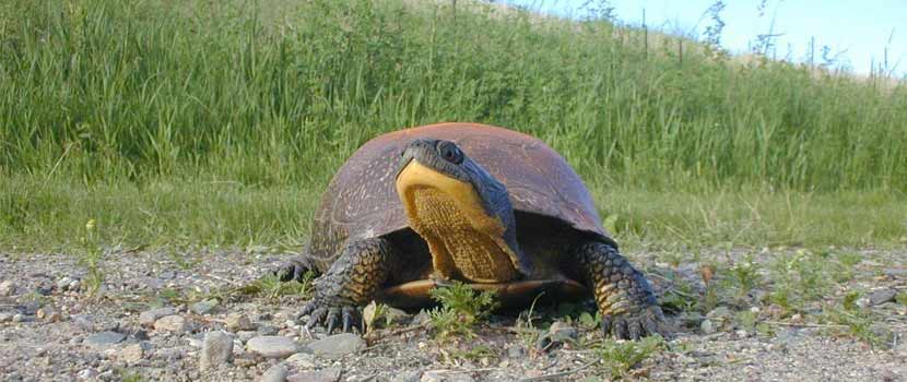 a turtle on the ground with grass in the background.