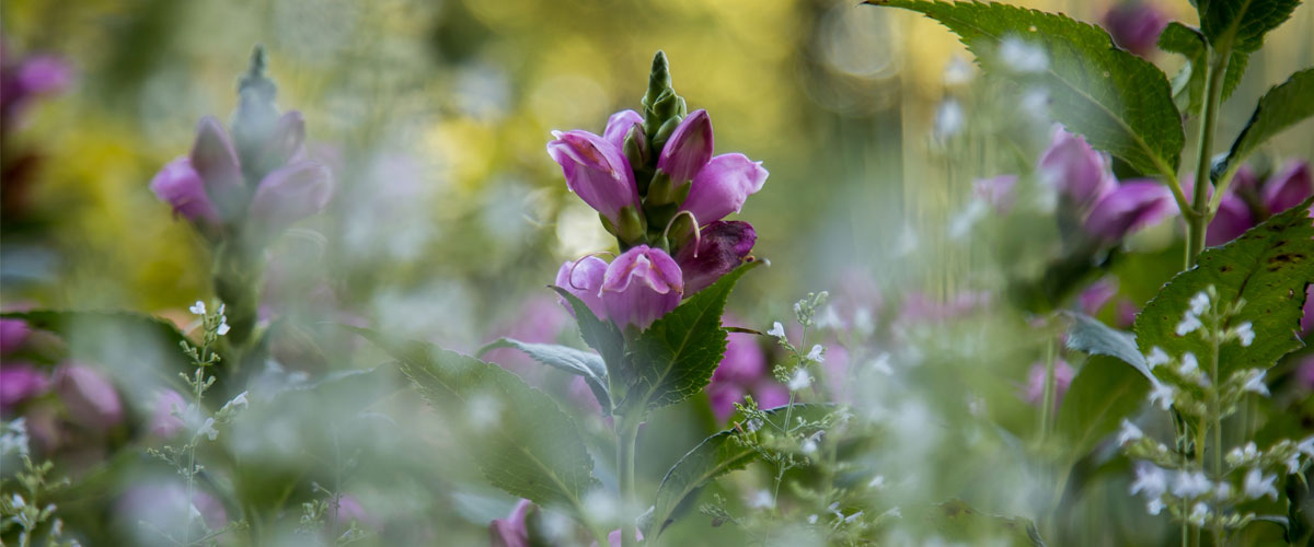 purple flowers surrounded by green foliage.