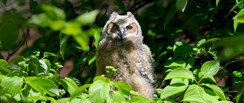 baby great horned owl in green brush