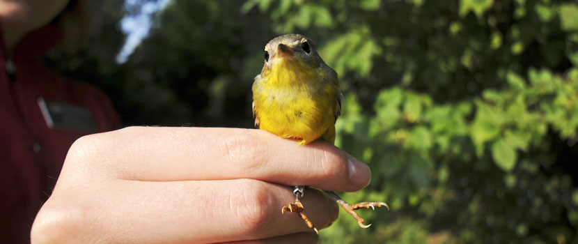 close up of a yellow bird on somebody's hands