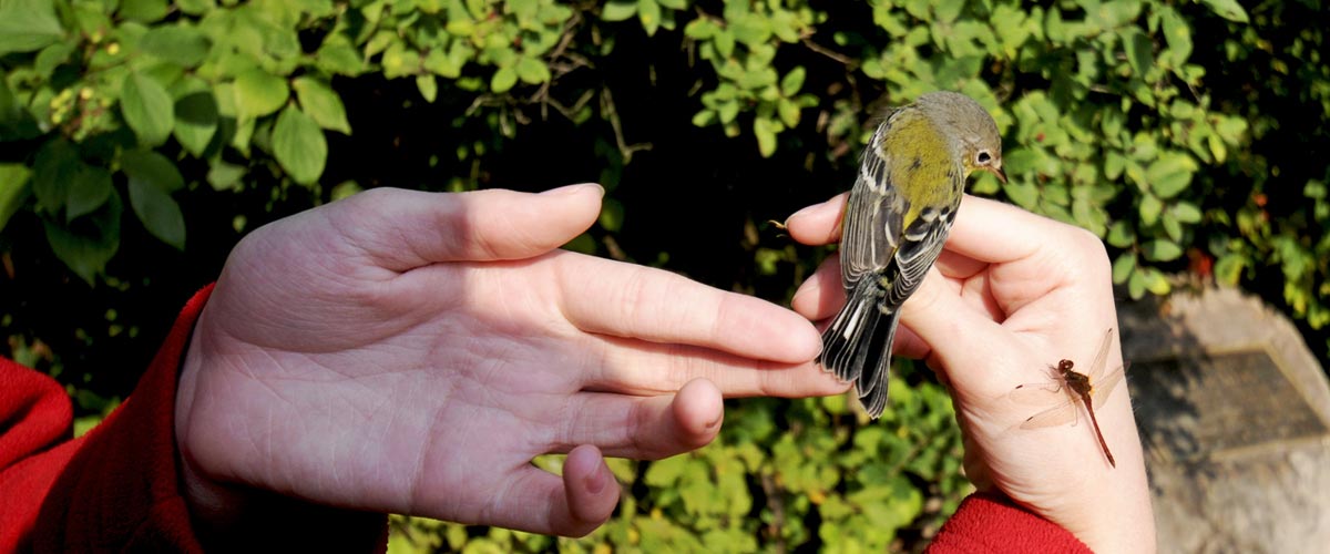hands holding a songbird