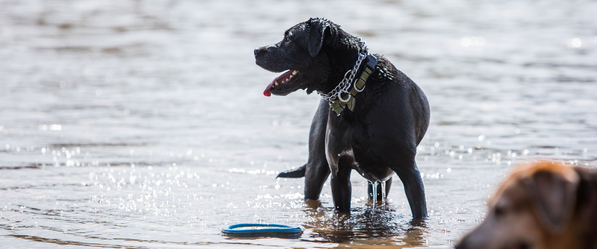 A black dog stands in the water with a frisbee in front of it.