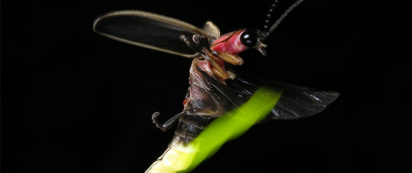 A firefly glows as it flies against a black background.