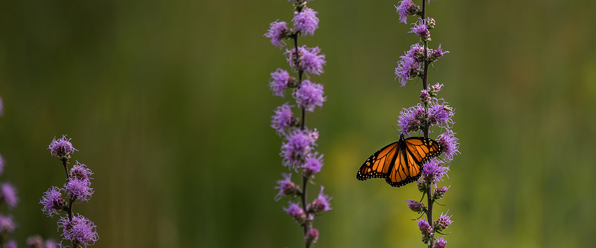 monarch butterfly on purple flower in the prairie