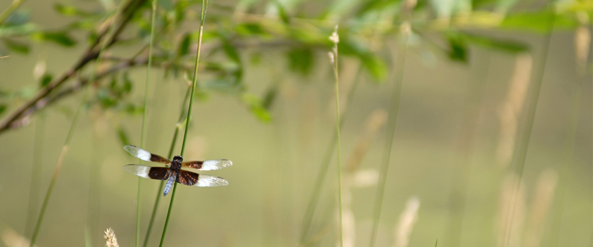 widow skimmer dragonfly in tall grass