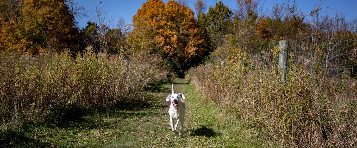 A yellow lab runs toward the camera on a grassy trail in the fall.