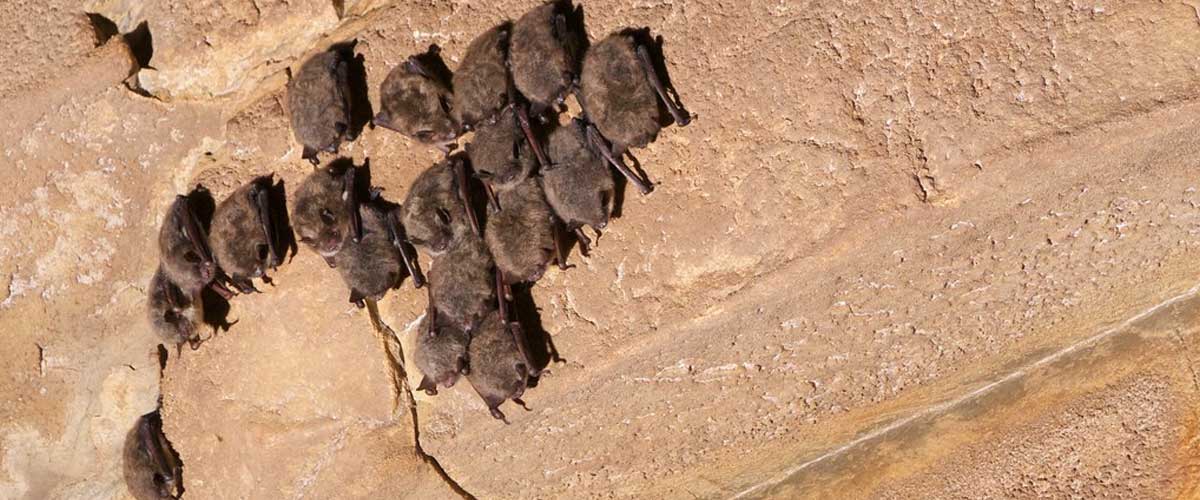A group of small brown bats hang from a cave wall.