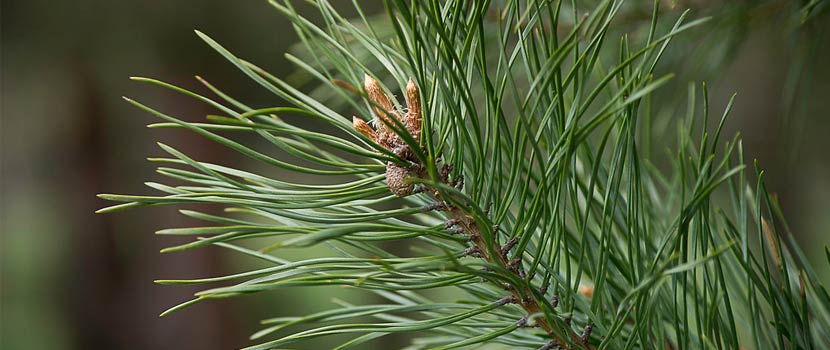 Close-up image of an evergreen branch.