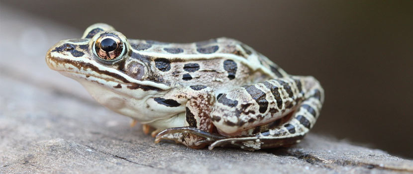 A light brown frog with black spots sits on a piece of wood.