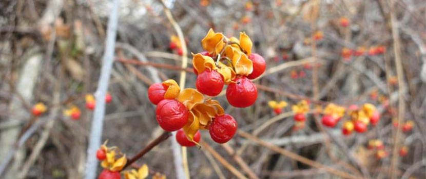 berries on an oriental bittersweet vine