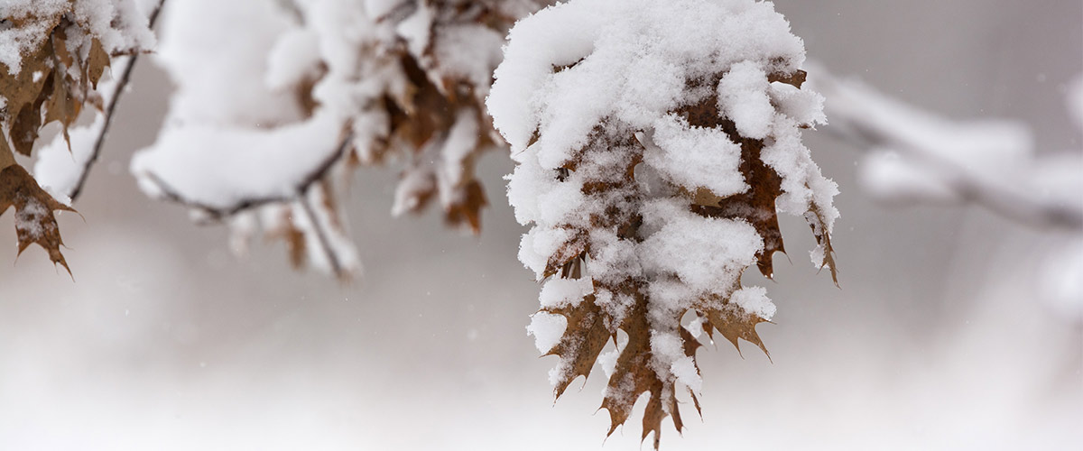 close up of red oak leaves on a branch covered in snow