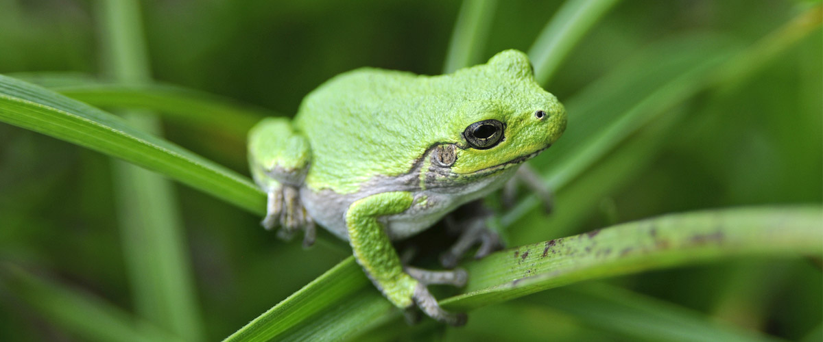 A bright green frog balances on long, green leaves.