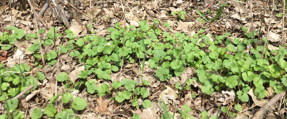 A cluster of garlic mustard plants grows over leaf litter in the spring.