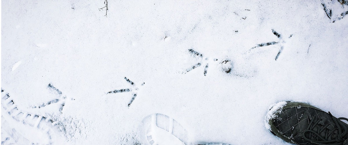 turkey tracks in the snow 