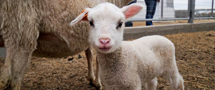 lamb standing in barn