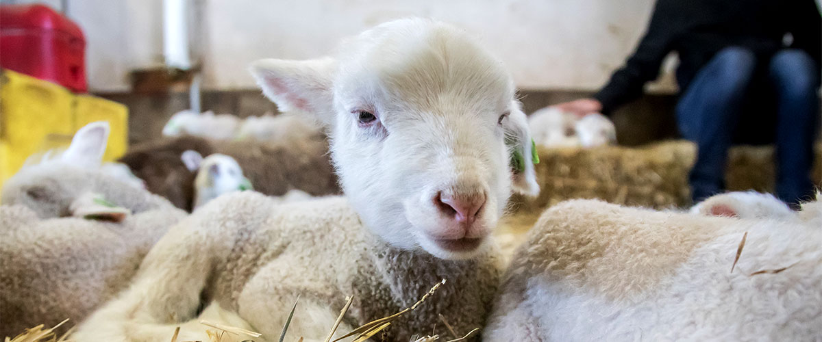lamb up close laying in hay