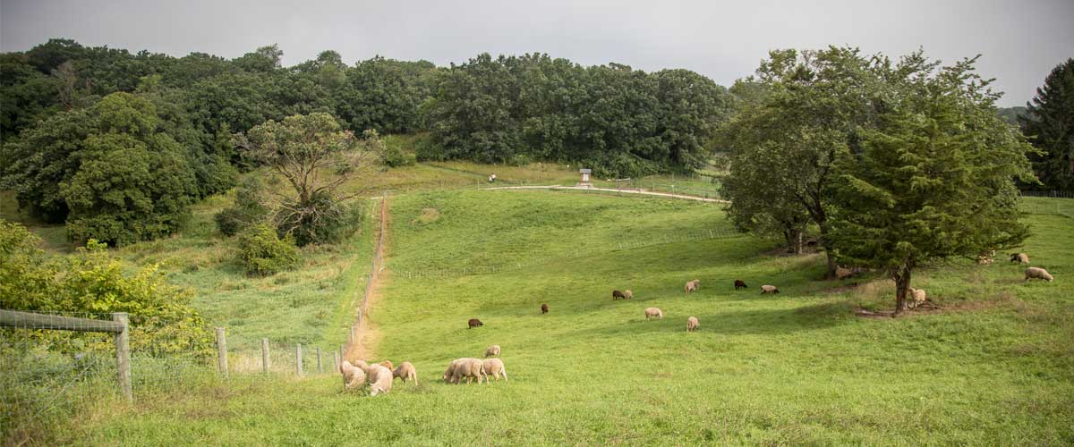 Sheep and cows graze on a rolling green pasture.