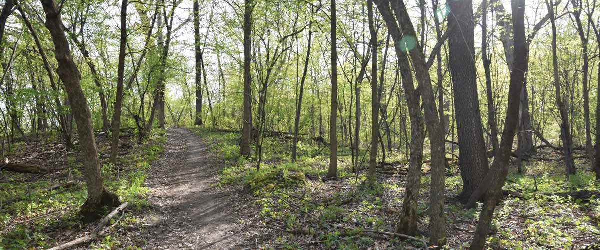 An unpaved trail cuts through the woods on a sunny spring day.