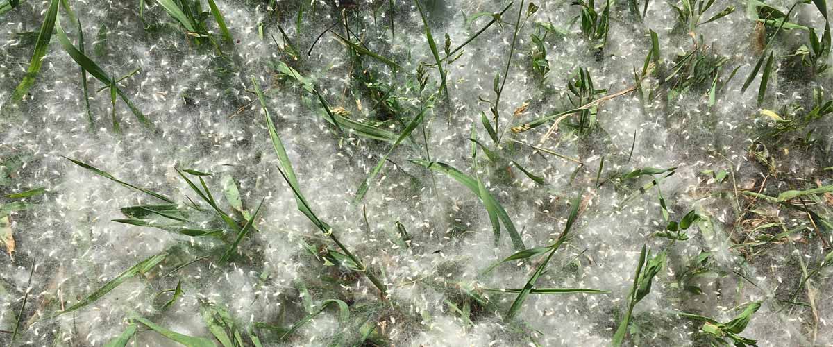 Fuzzy white cottonwood seeds blanket an area of grass.