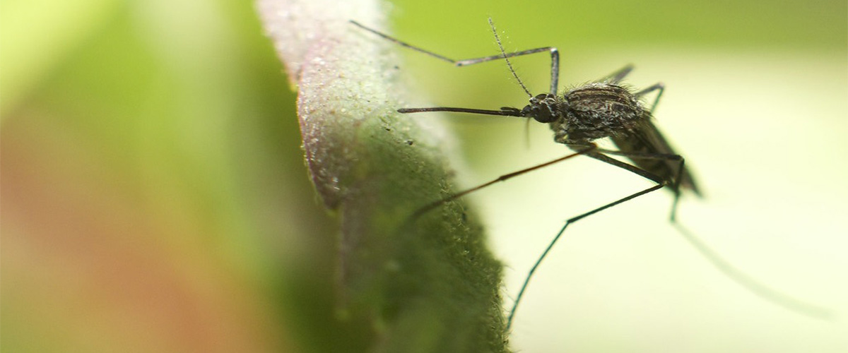 mosquito resting on a leaf