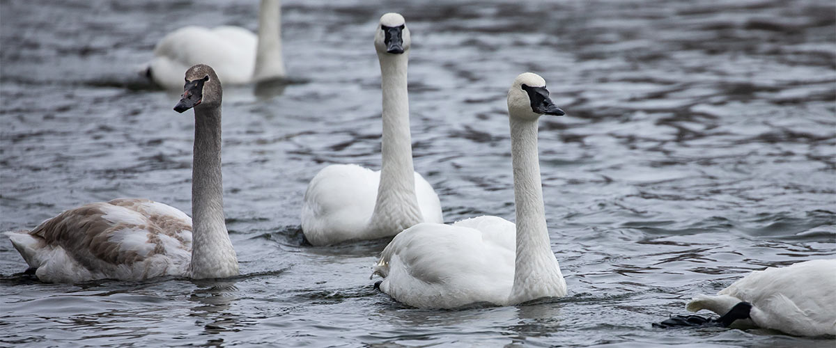 three trumpeter swans swimming