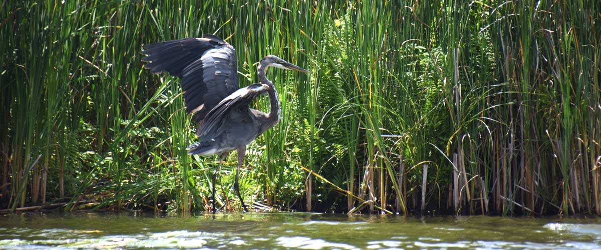 A great blue heron flaps its wings as it stands among the reeds in water.