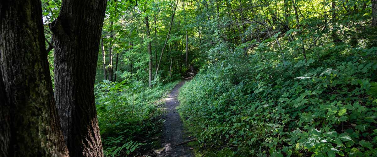 A narrow dirt trail cuts through the woods in summer.