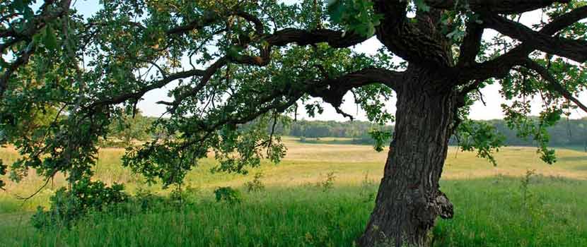A large oak tree stands in the middle of a prairie.