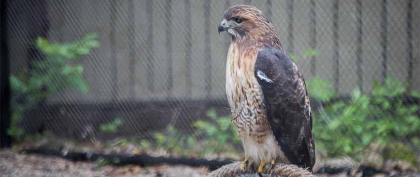 A hawk sits on a perch outside a nature center.