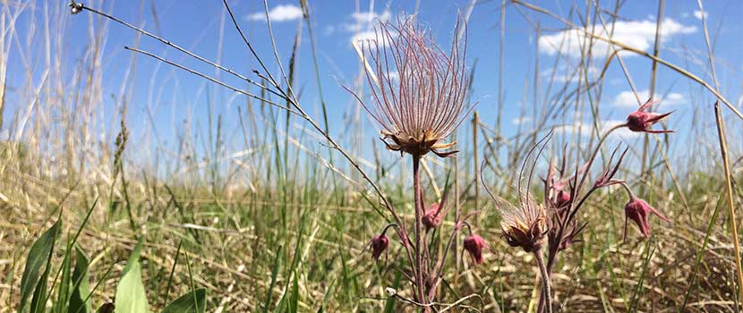 up close photo of Prairie Smoke plants with a blue sky background