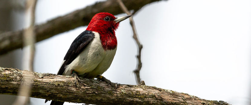 A red-headed woodpecker perches on a tree branch.